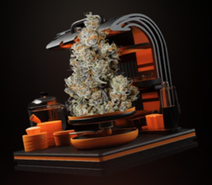 Tribal - Triple Burger - 3.5g